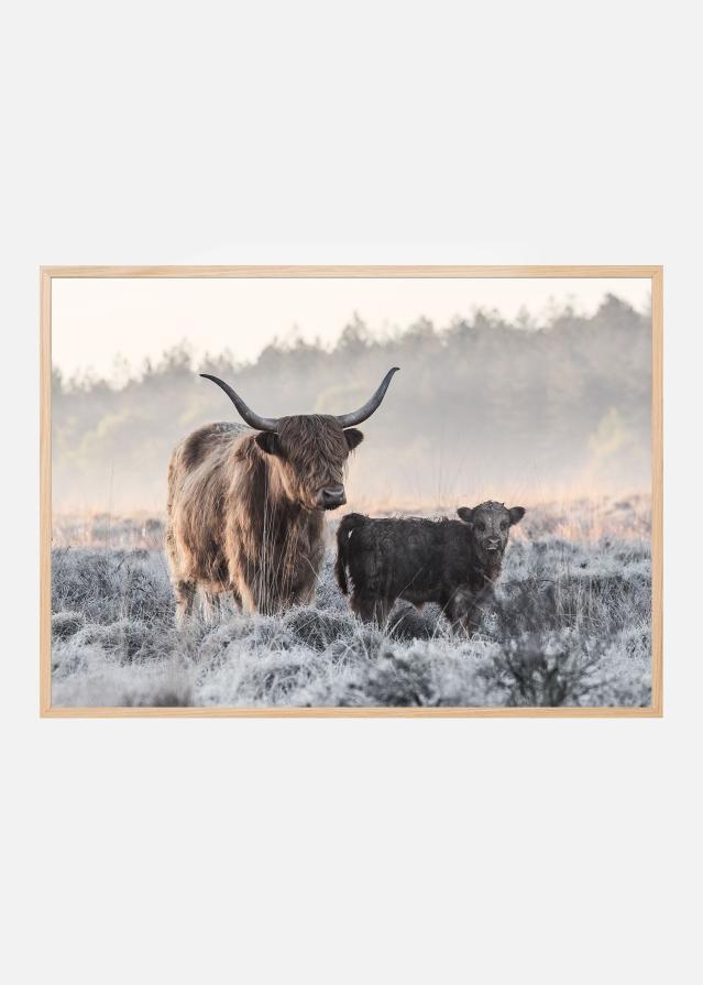 Highlander and Calf Plakat
