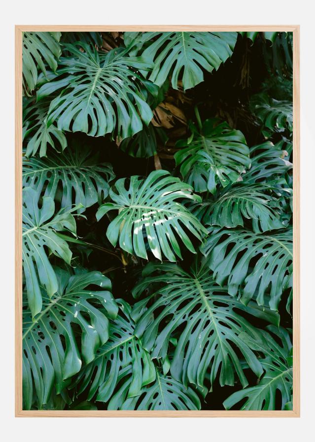 Monstera wall in Lisbon Plakat