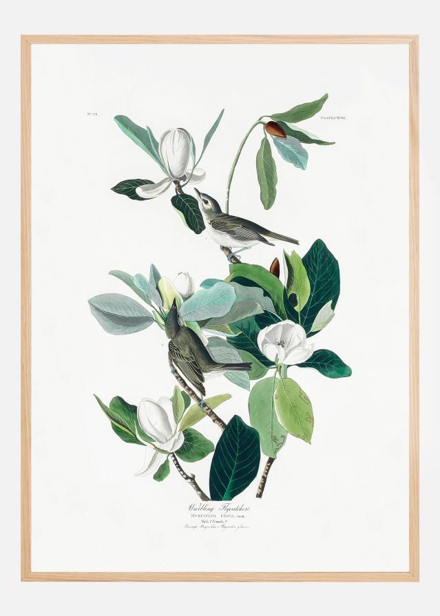 Warbling Flycatcher From Birds of America (1827) Plakat
