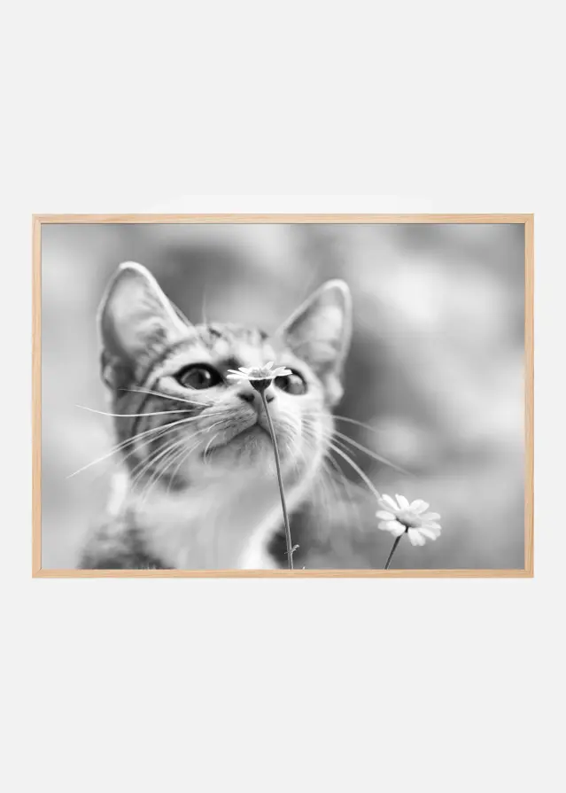Curious Plakat
