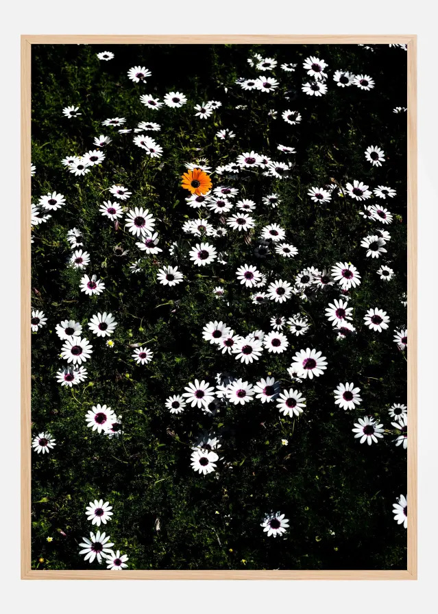 Namaqua Plakat