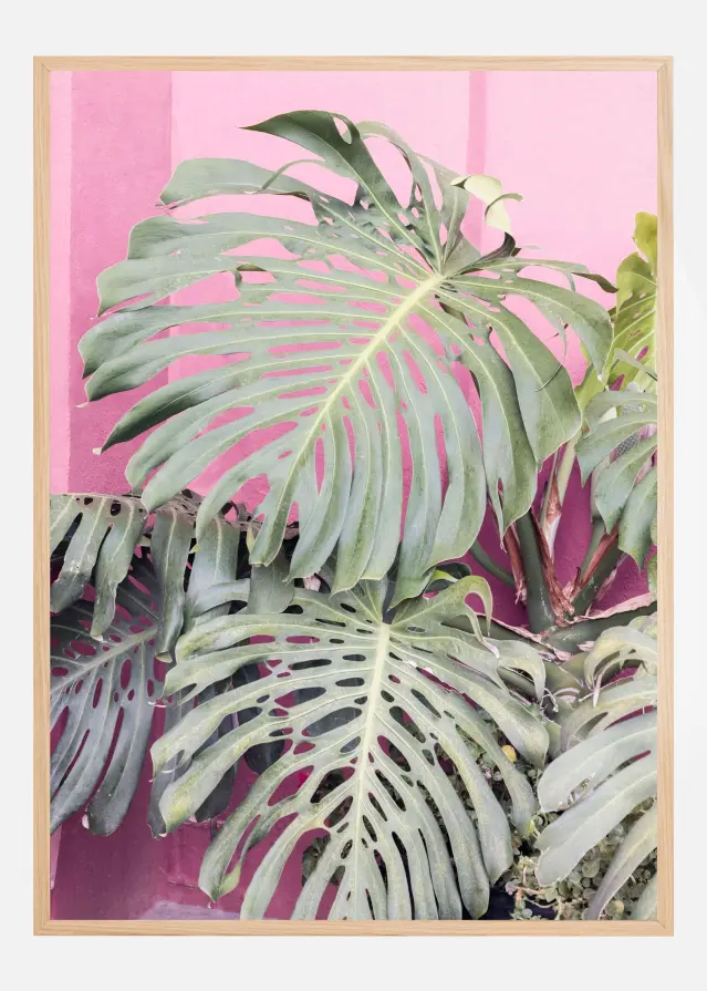 Monstera leaf La Muralla Plakat