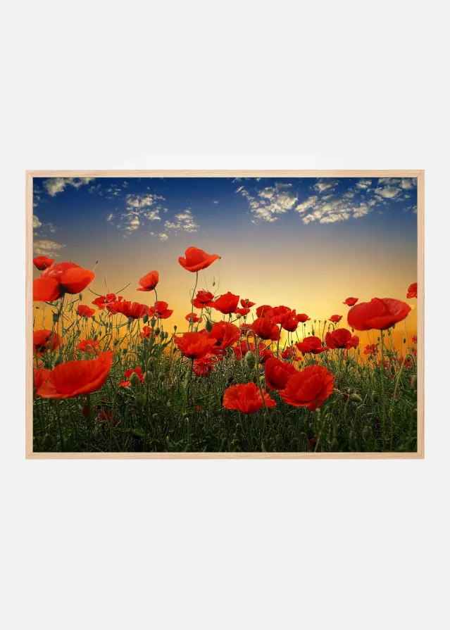 Poppies Plakat