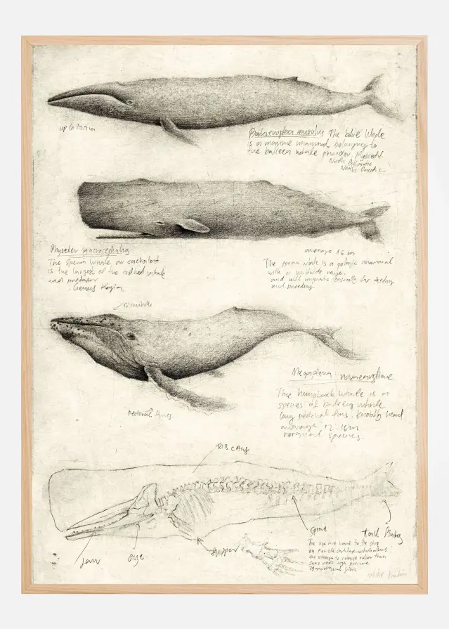Sketches Of Various Whale Plakat