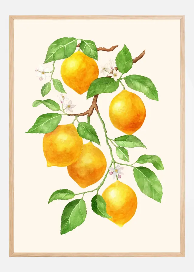 Limao II - Citrus Fruit Plakat