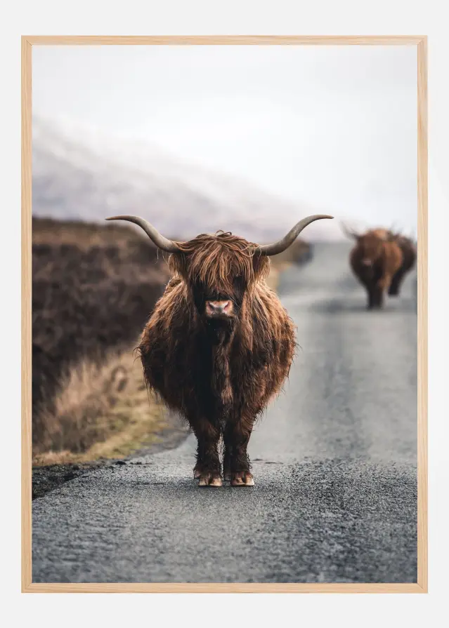 Cow Plakat