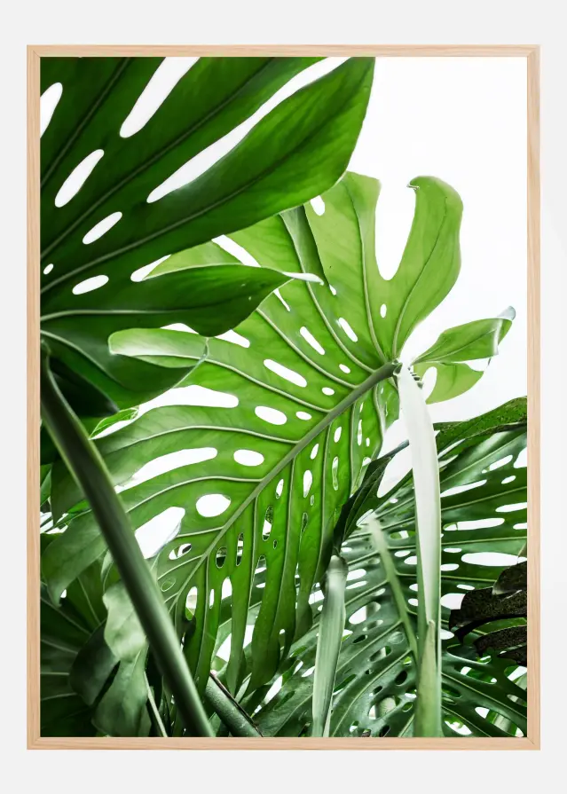 Jungle Plakat