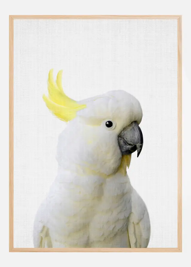 Peekaboo Cockatoo Plakat