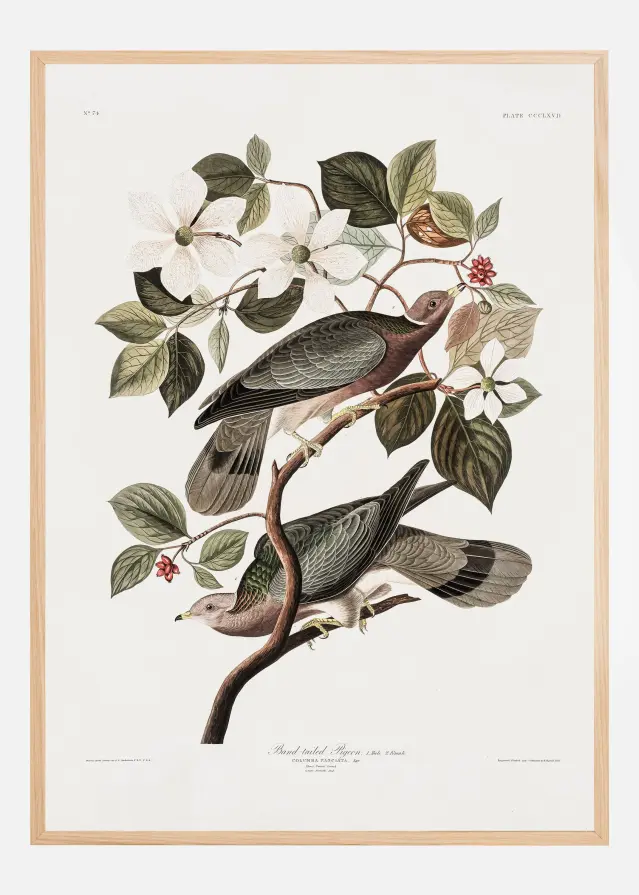 Brand Tailed Pigeon From Birds Of America (1827) Plakat