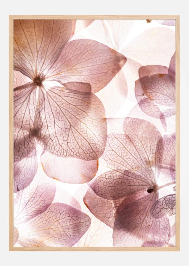 Orchid Plakat