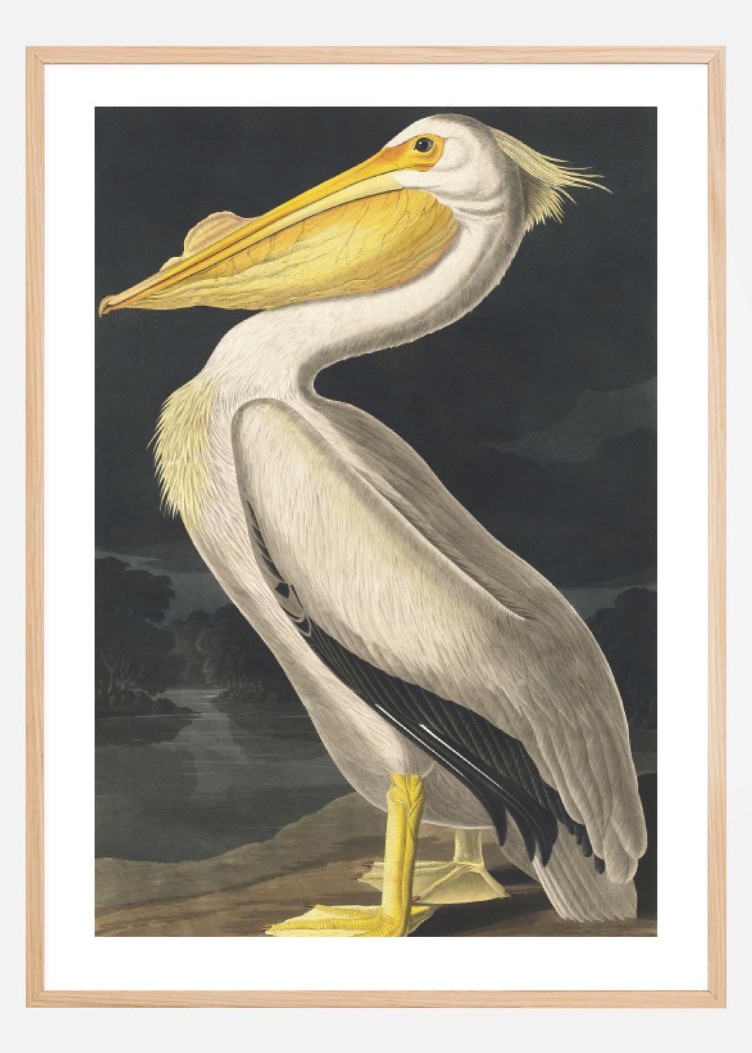 Product Image for American White Pelican Plakat (40x50 cm)