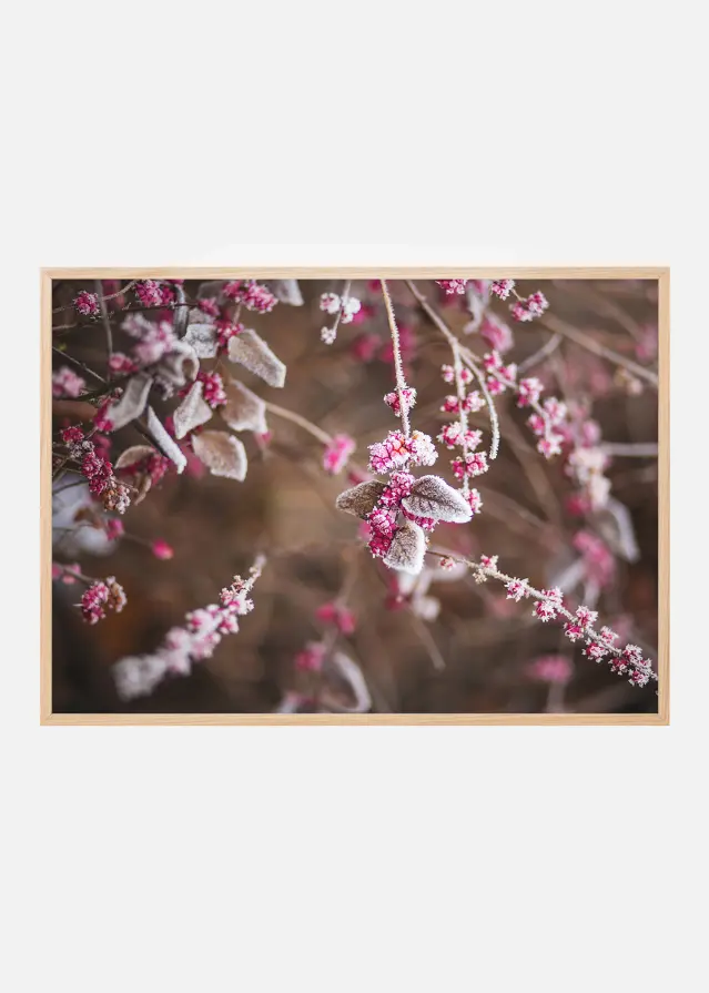 Blomst Nærbillede Plakat