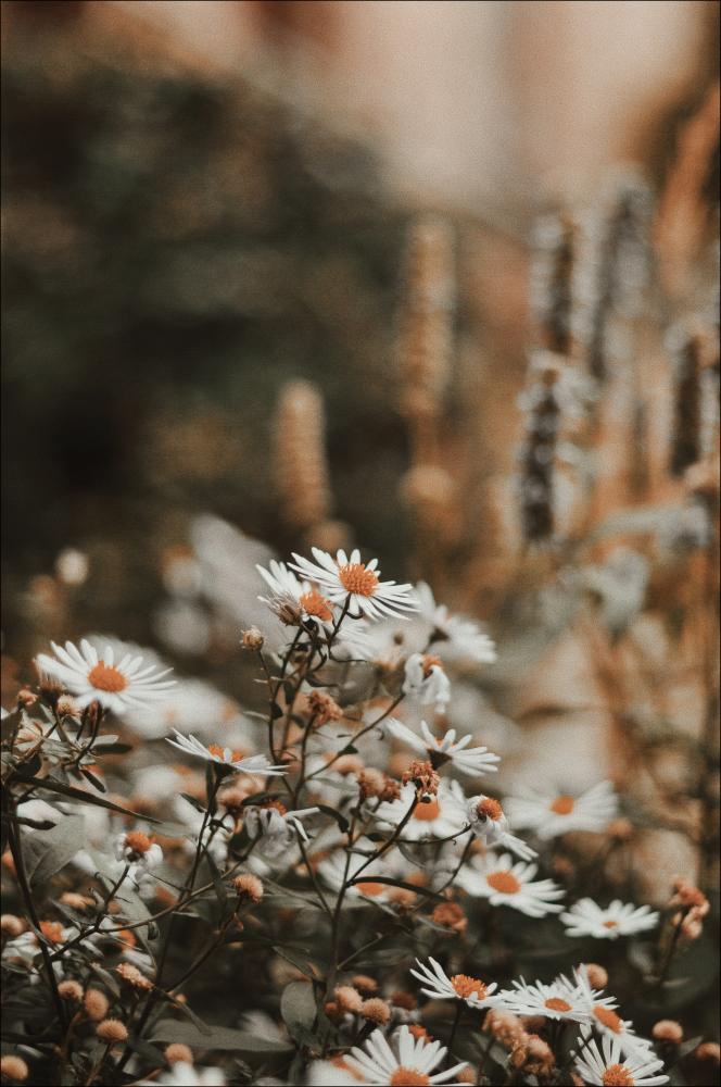 Daisy Plakat