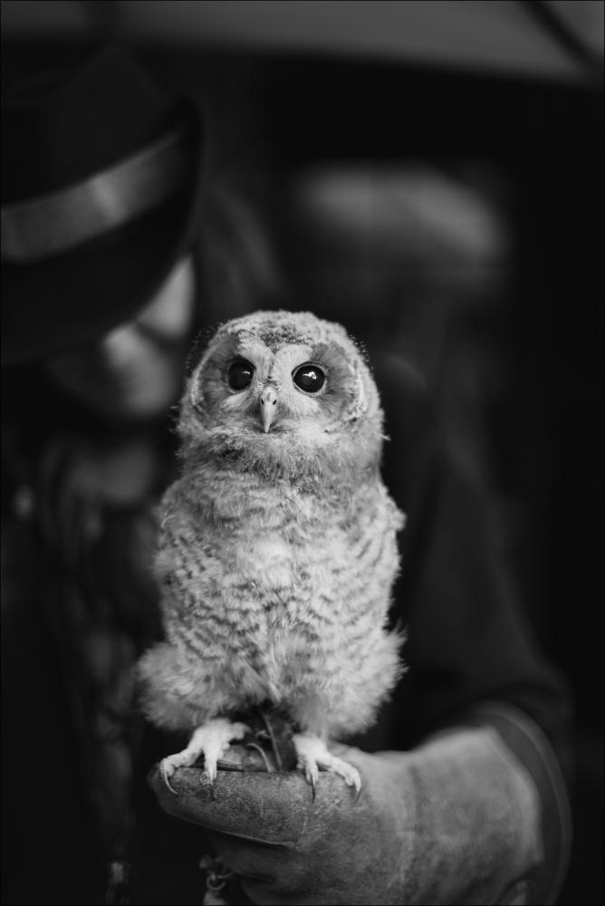 Hedwig Plakat