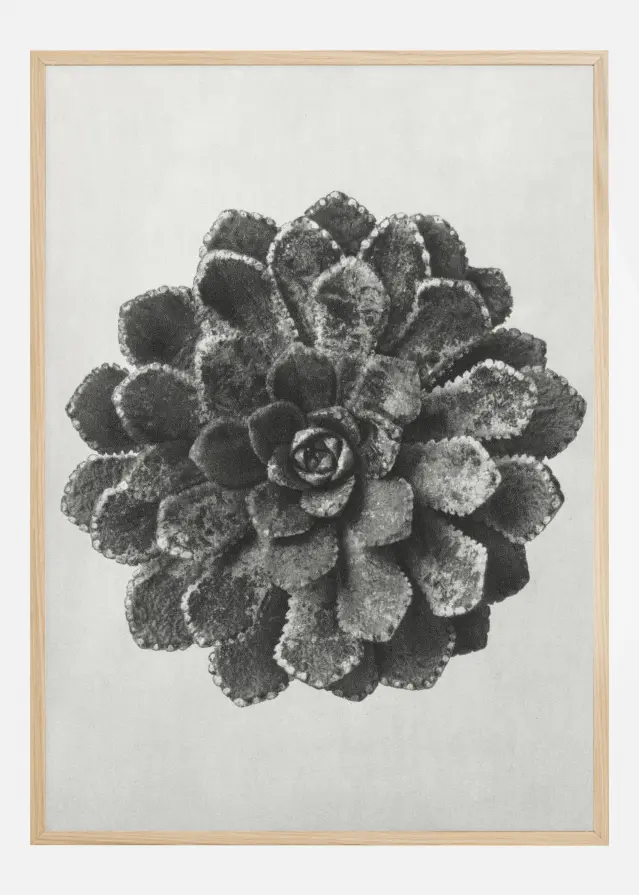 Grey Flower II Plakat