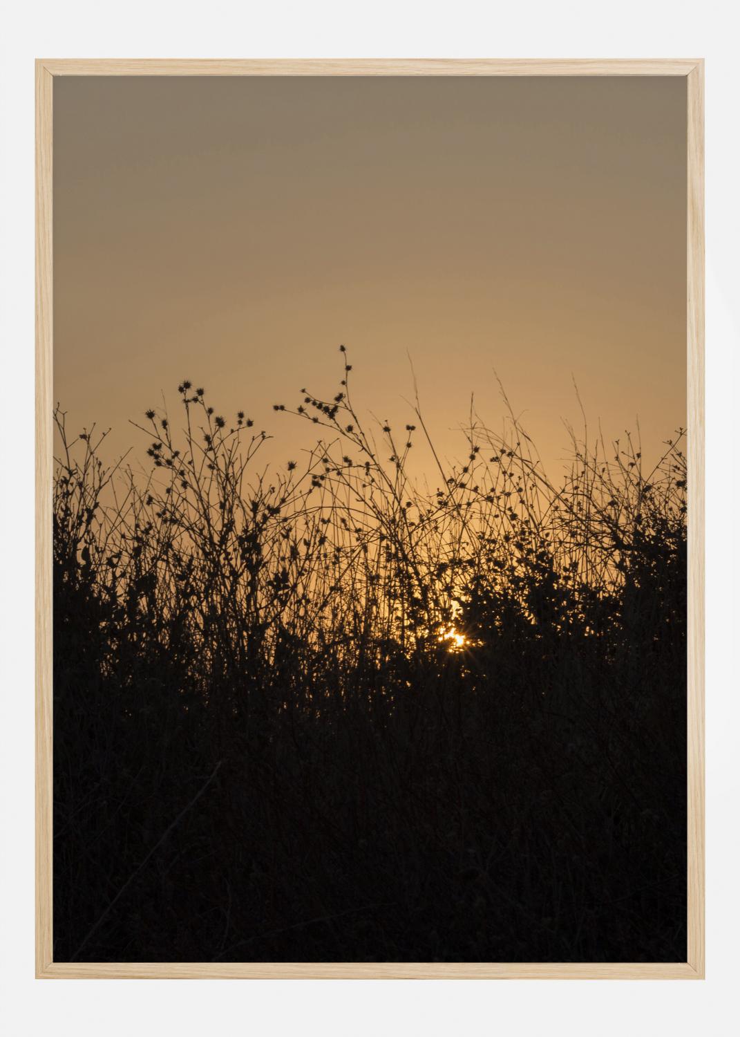 Product Image for Sneak Peak On Sun Plakat (21x29.7 cm (A4))