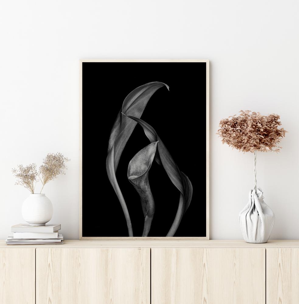 Dancing Calla Lillies Plakat