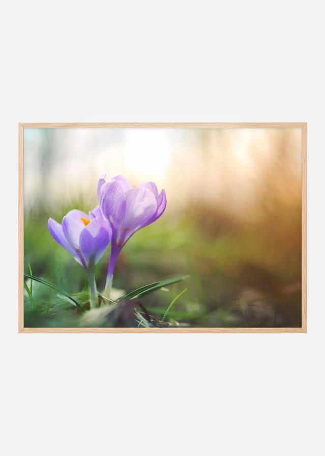 Lilla Krokus Plakat
