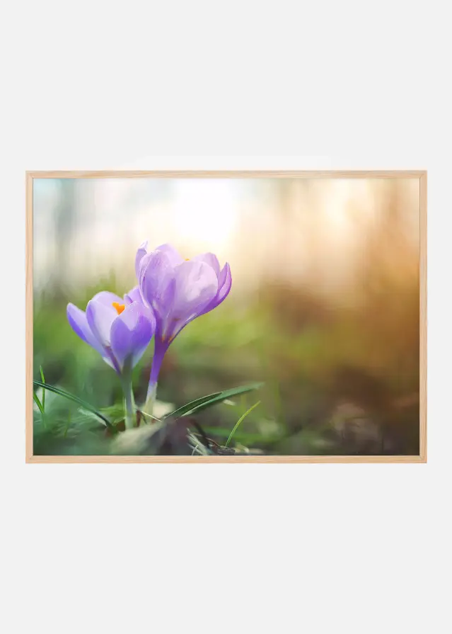 Lilla Krokus Plakat