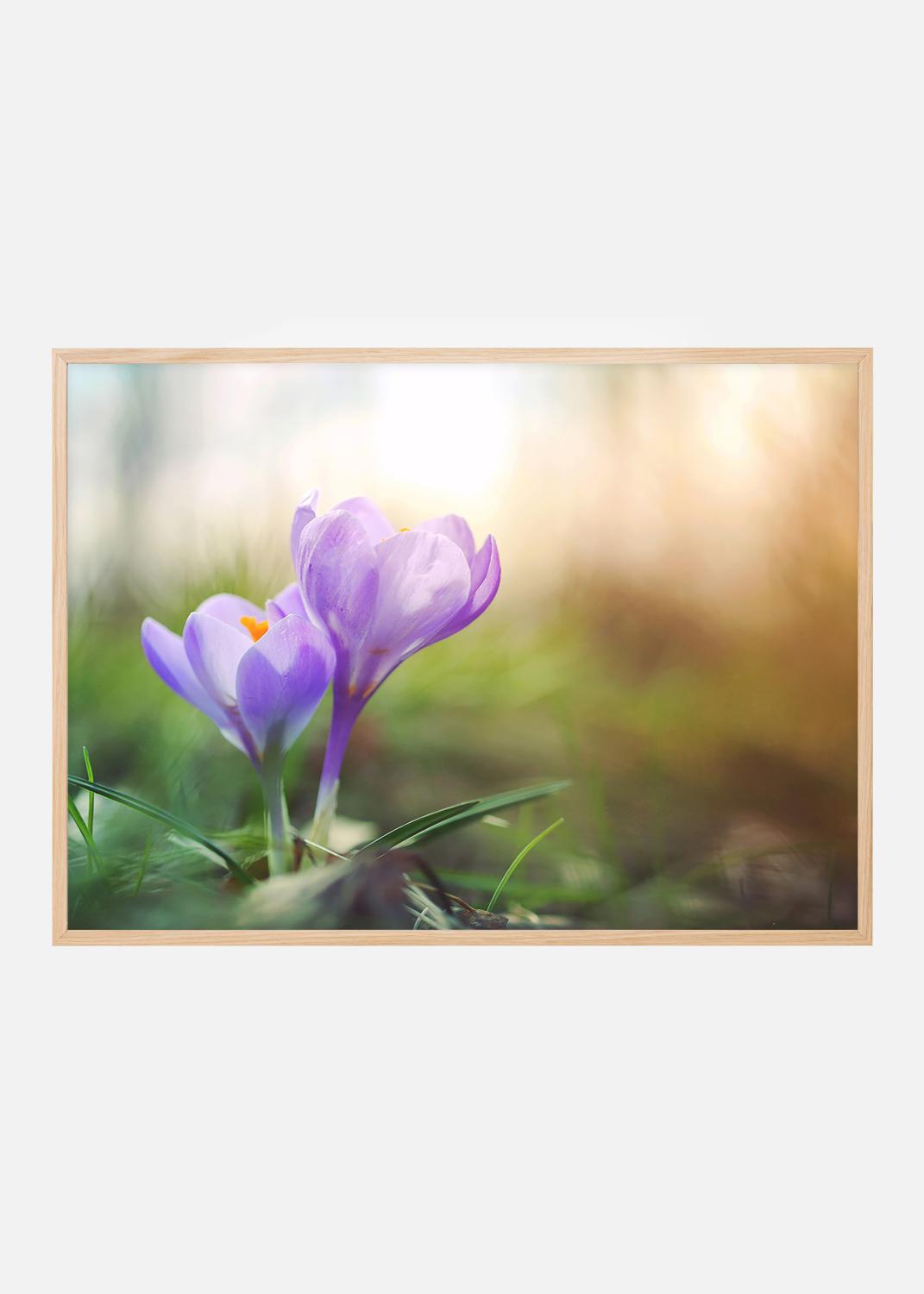 Product Image for Lilla Krokus Plakat (40x50 cm)