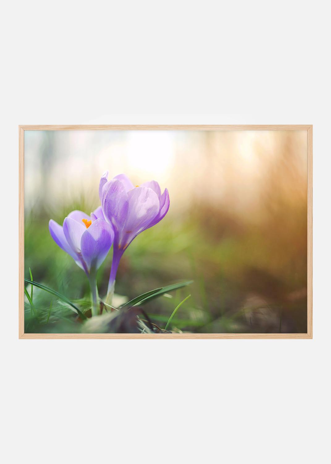 Product Image for Lilla Krokus Plakat (50x70 cm)