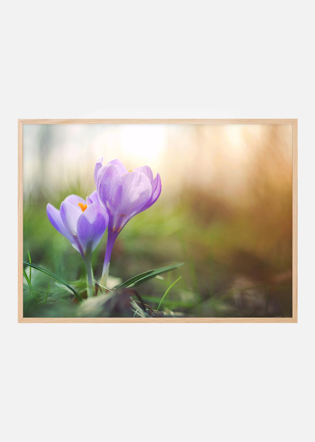 Product Image for Lilla Krokus Plakat (70x100 cm)