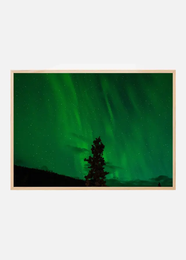 Norrsken Plakat