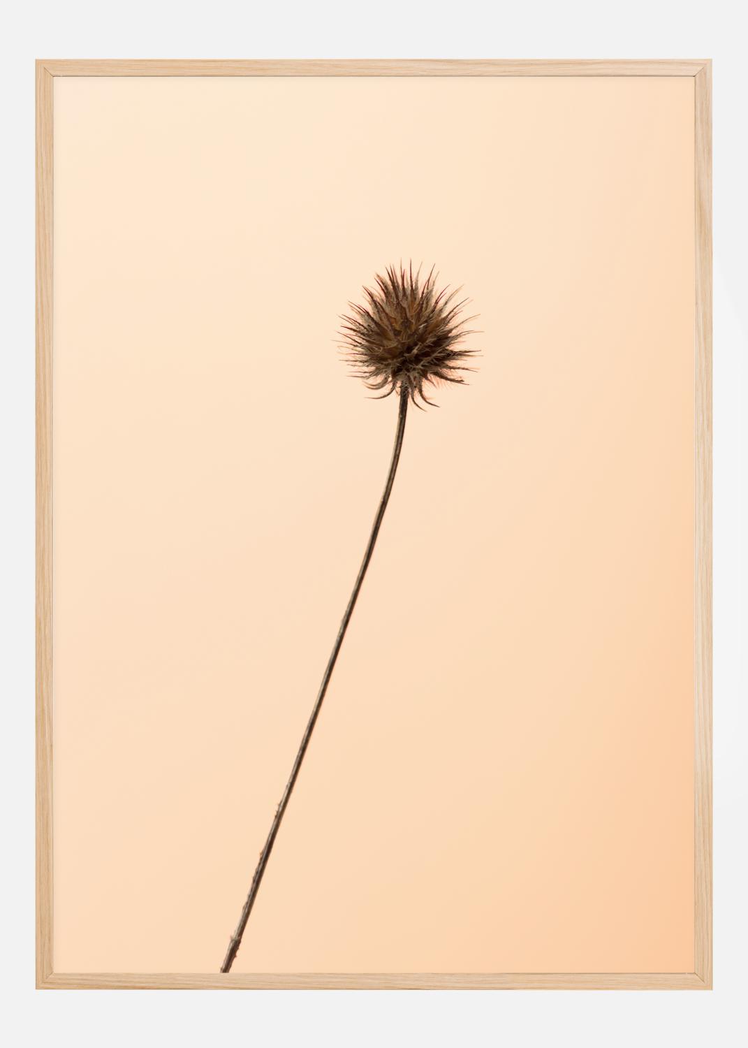 Product Image for Thistle Peach Plakat (30x40 cm)