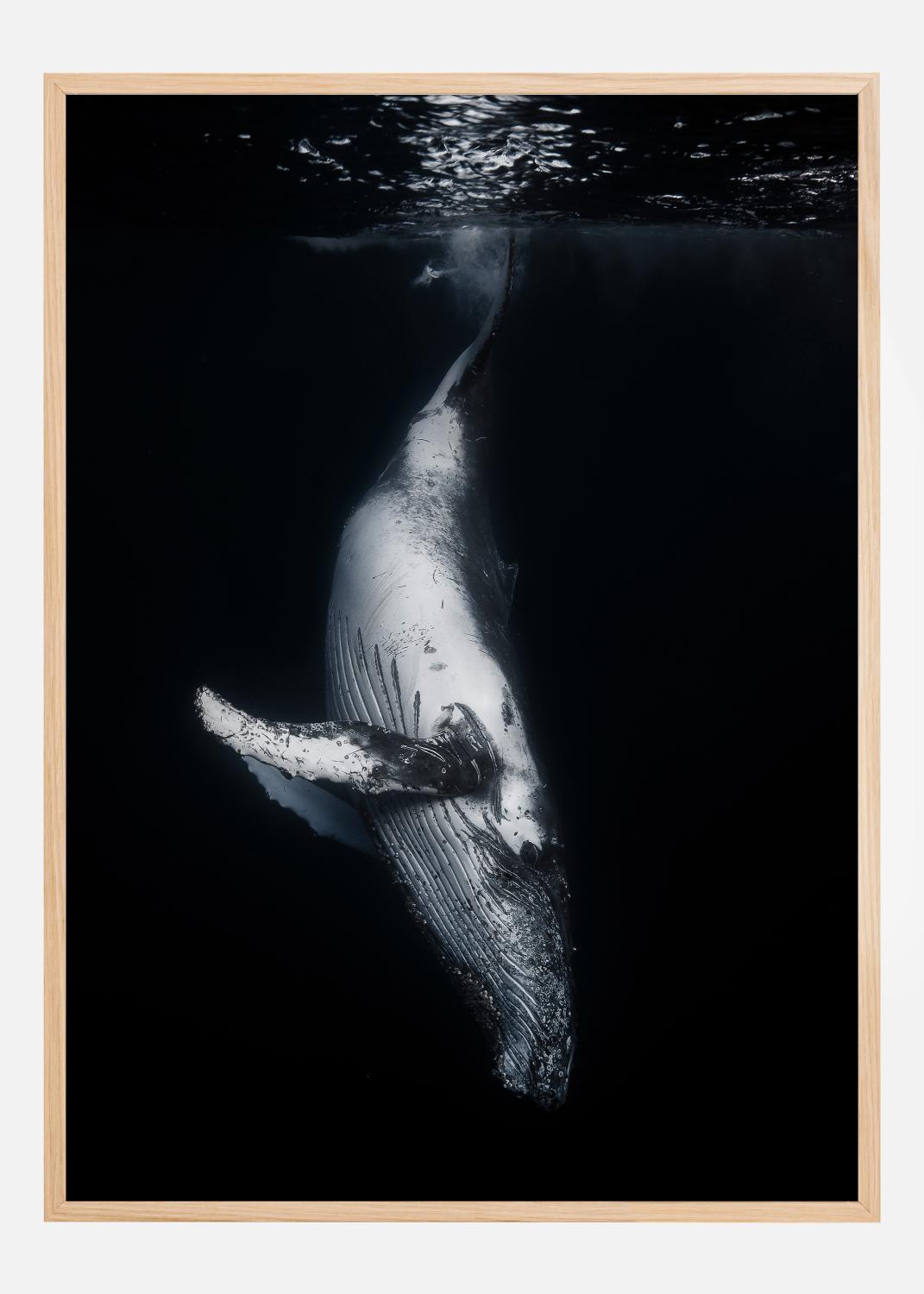 Product Image for Black Whale Plakat (21x29.7 cm (A4))