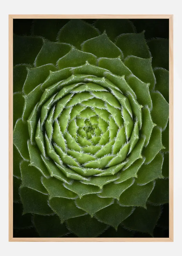 Succulent Plakat