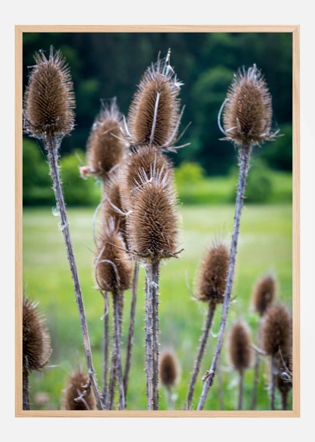 Field Plakat