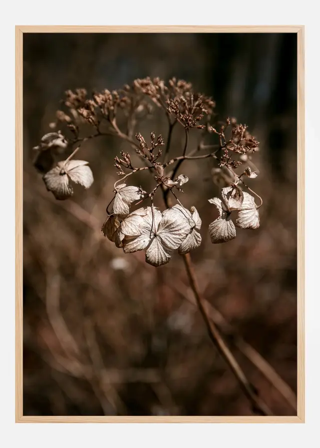 Dried up Plakat