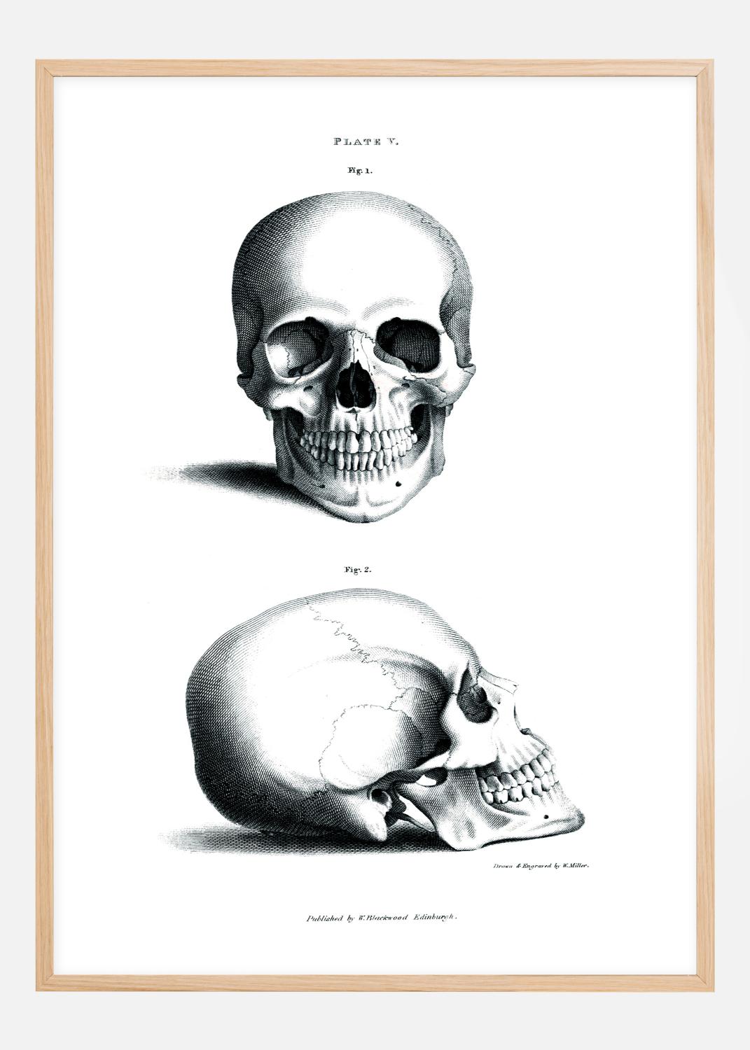 Product Image for Skole - Skalle 1800-tal Plakat (21x29.7 cm (A4))