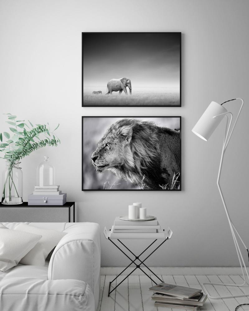 Løve - 50x70 cm