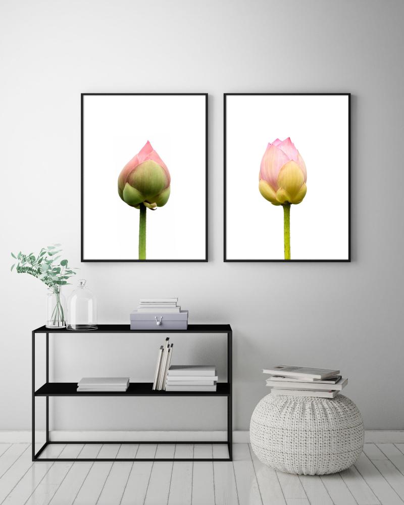 Lotusflower I - 50x70 cm Plakat