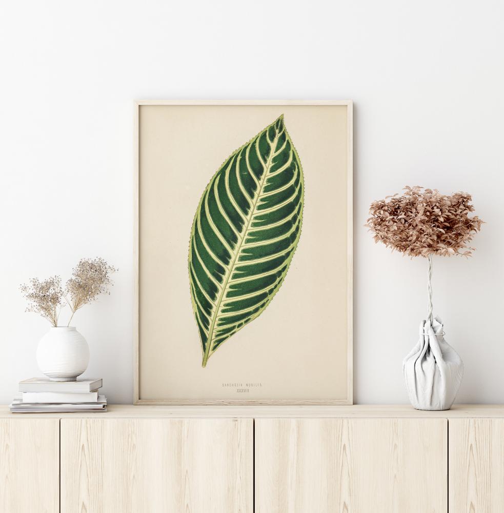 Diefenbachia Plakat
