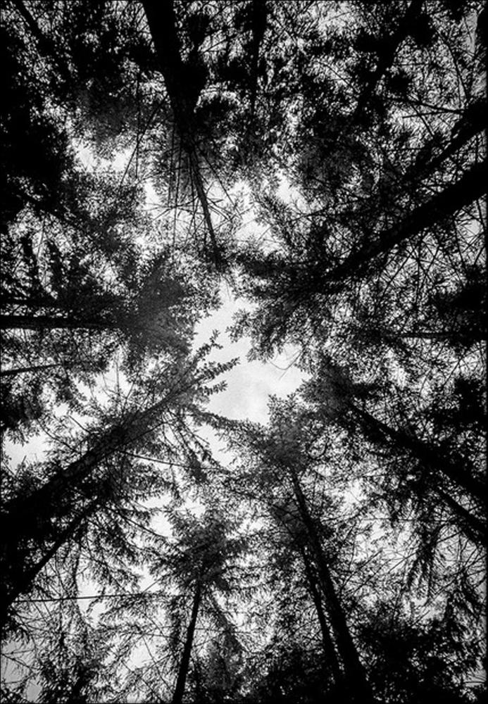 The Treetops - 42x59,4 cm (A2)