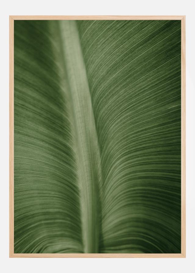Structure Of Leaves Plakat