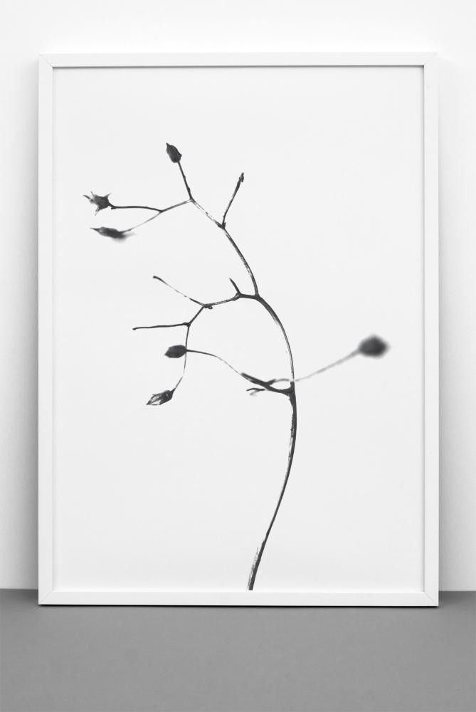 One Must Dash - A Rose is A Rose is A Rose - 50x70 cm