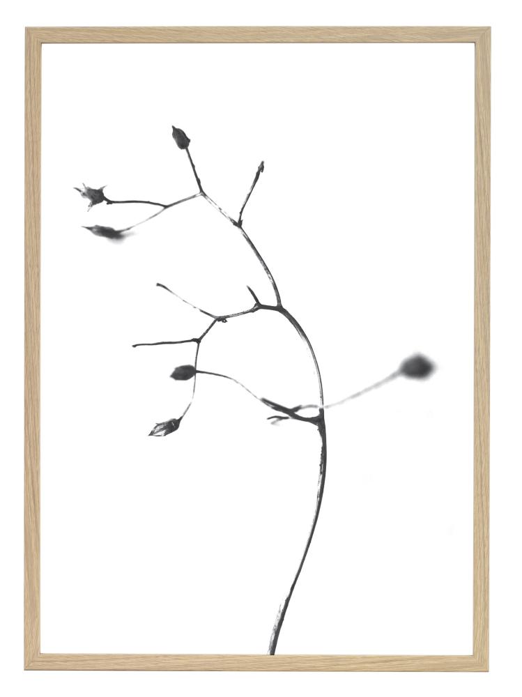One Must Dash - A Rose is A Rose is A Rose - 50x70 cm