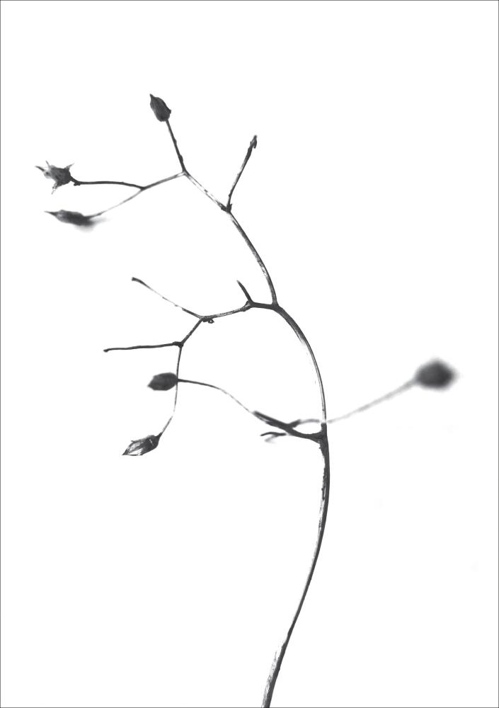 One Must Dash - A Rose is A Rose is A Rose - 50x70 cm