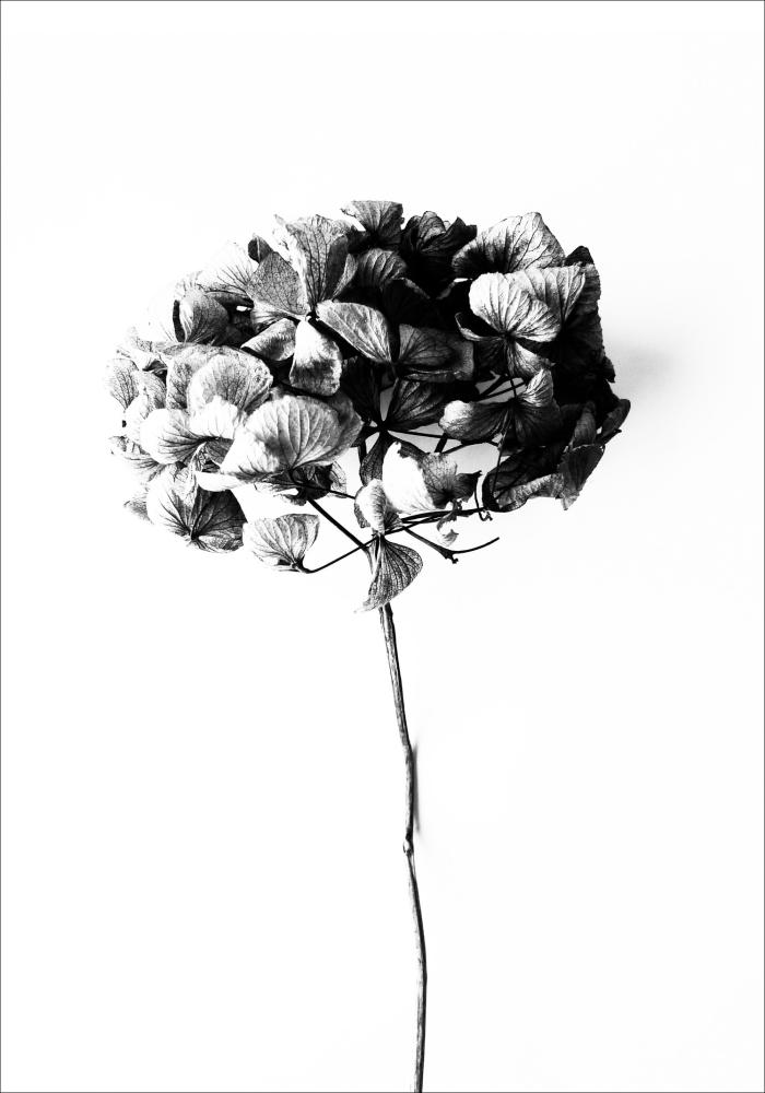 One Must Dash - Honey Honey - 50x70 cm