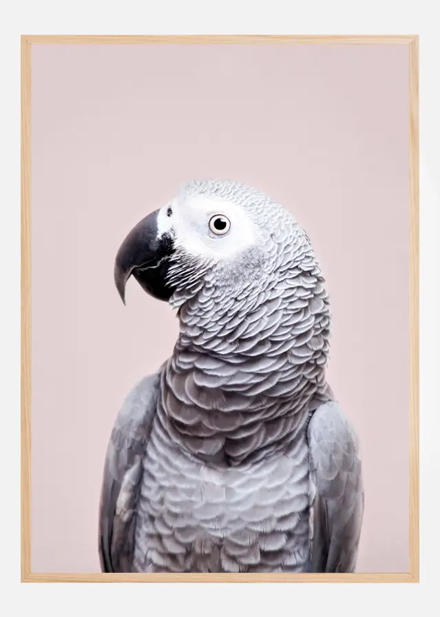 African Grey Plakat
