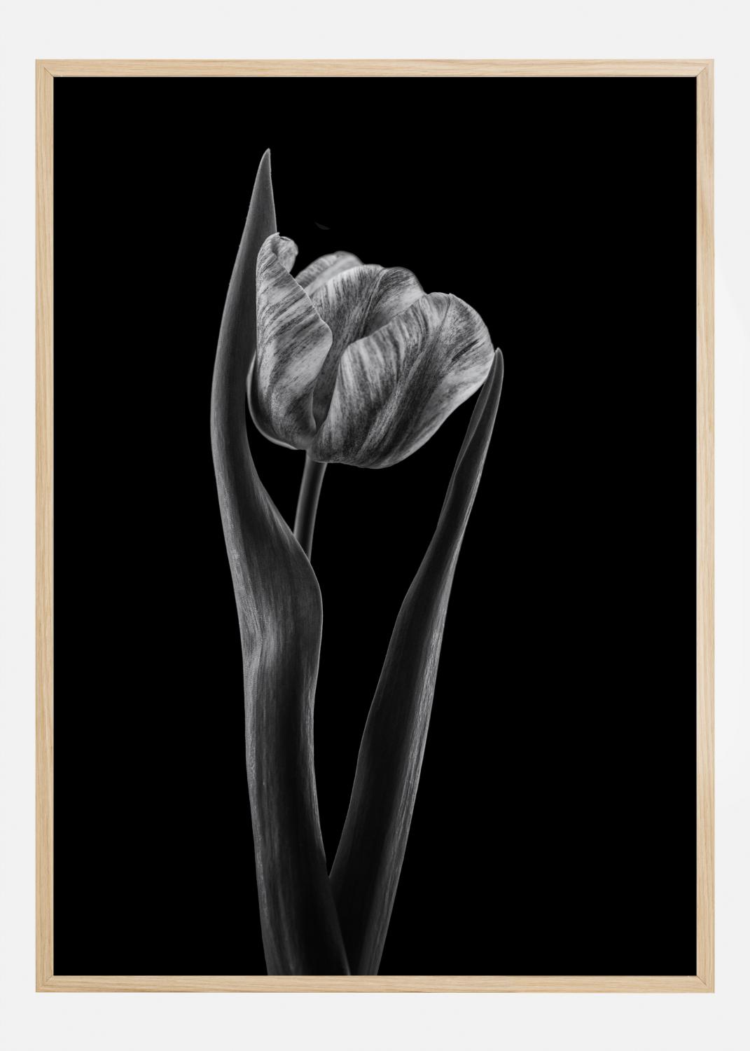 Product Image for Rembrandt Tulip Plakat (21x29.7 cm (A4))