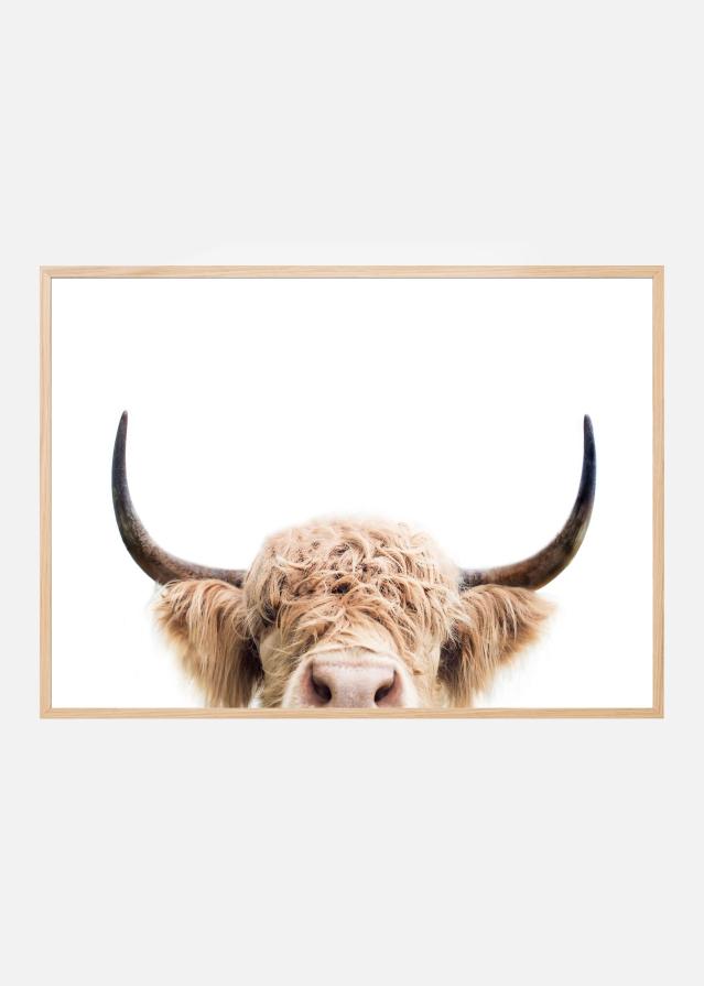 Peeking Cow Plakat