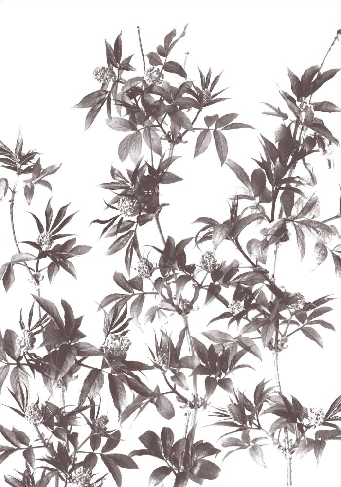 Branches Plakat