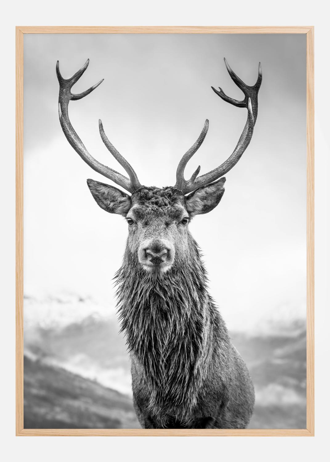 Product Image for Curious Deer Plakat (70x100 cm)