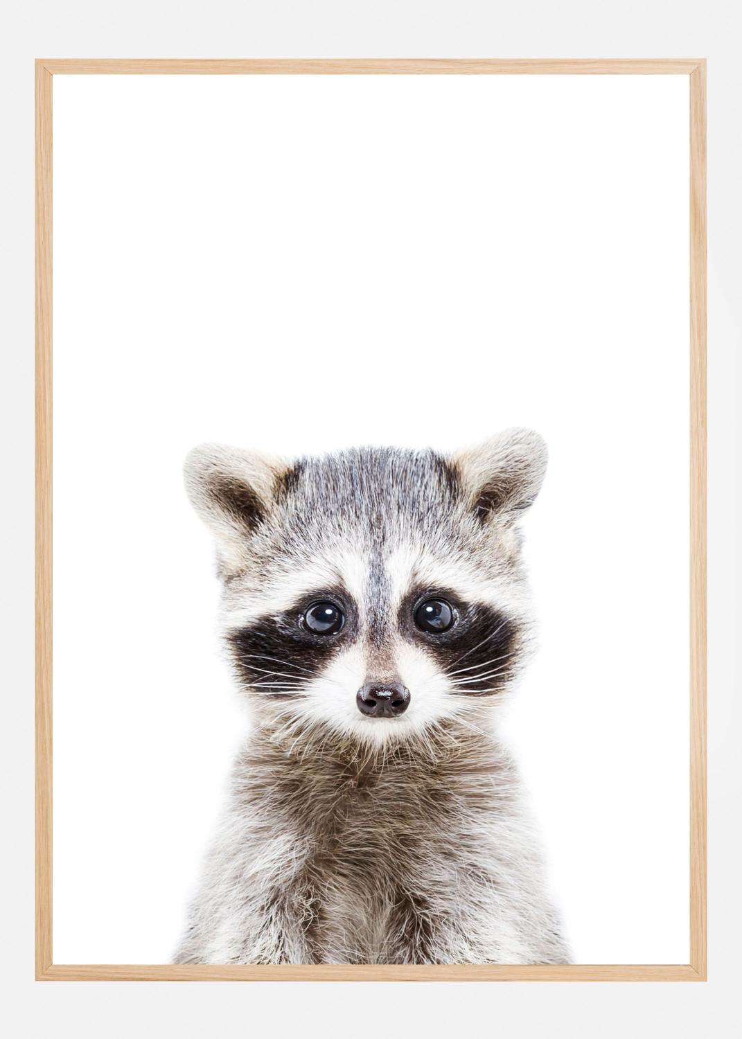 Product Image for Baby Racoon Plakat (50x70 cm)