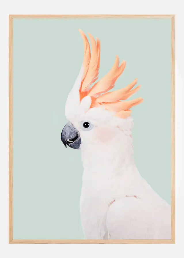 Cockatoo Plakat