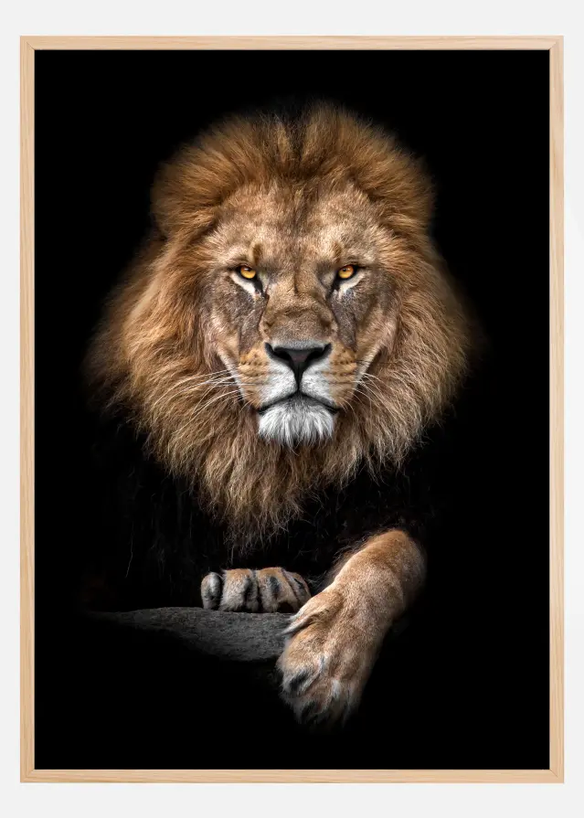 Focused Lion Color Plakat